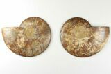 5.2" Cut & Polished, Agatized Ammonite Fossil - Madagascar - #200016-1